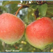 Саженцы яблони Канзи фото