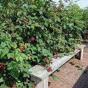 Малина Rubus Fruticosus 40-60