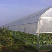 Теплицы с боковой вентиляцией в Молдове фото