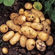 Картофель семенной Джувел Элита фото