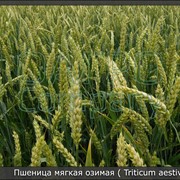 Пшеница озимая сорт СКИПЕТР