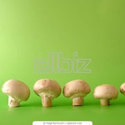 Выращивание грибов фото