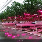 Выращивание овощей с помощью светодиодов. LED лампы , пр-во LEDOX™, Украина фото