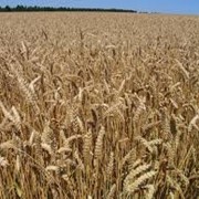 Озимая пшеница Смуглянка фото