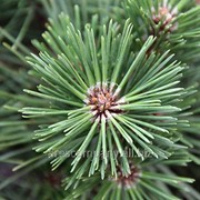 Сосна Pinus resinosa Nana фотография