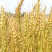 Закупка пшеницы фото