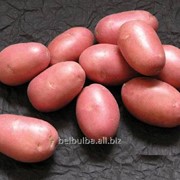 Картофель вид Альвара второй репродукции фотография