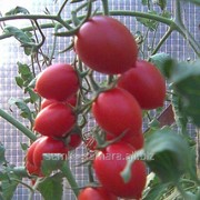 Семена томатов Черри Ира F1 фото