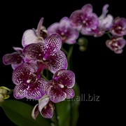 Орхидея фаленопсис Фантазия