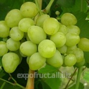 Виноград в Молдове