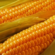 Микроудобрение для кукурузы фото