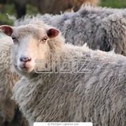 Овцы племенные тонкорунные, племенные овцы асканийской породы