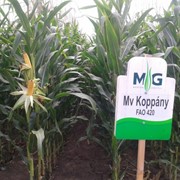 Семена кукурузы гибрид МВ Коппань FAO 420