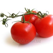 Помидоры, томаты фото
