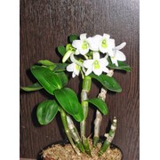 Орхидея Dendrobium (Дендробиум)