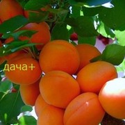 Саженцы абрикоса шалах