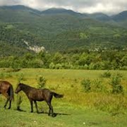 Конные прогулки фото