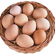 Яйца инкубационные Росс-308 фото