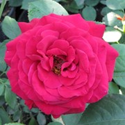 Розы парковые, Роза Юпитер фотография