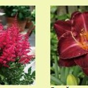 Многолетние цветы фото