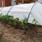 УКРЫВНОЙ МАТЕРИАЛ от заморозков, вредителей фото