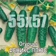 Семена огурцов Феникс-плюс (Украина) средне-ранний