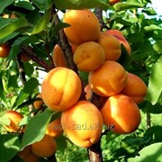 Саженцы абрикоса Лескора (Чехия). фото