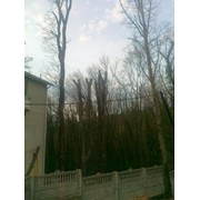 Кронирование деревьев фото