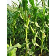 Семена кукурузы, Украина
