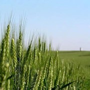 Пшеница озимая “Омская-4“ фото
