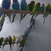 Волнистые попугаи фотография