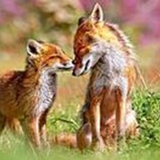 Пазл Castorland Животные 120 деталей, Лиса фото