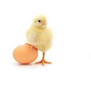 Яйцо куриное различных категорий фото