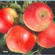 Саженцы яблони Арлет фото