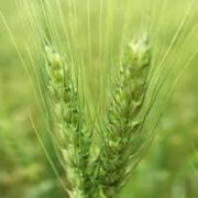 Клетчатка пшеничная