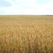 Озимая и яровая пшеница фото
