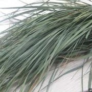Зубровка, трава (сувенирная) фото