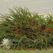 Кизильник Cotoneaster Lucidus Acutifolia 30-50 фотография
