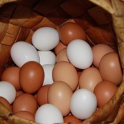 Яйца куриные С1