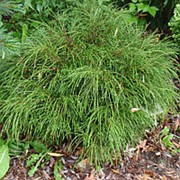 Туя складчатая Випкорд (Thuja pl. 'Whipcord') фото