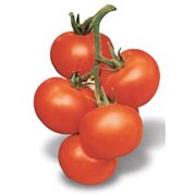 Семена томатов (помидоров) фотография