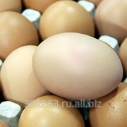 Яйцо инкубационное яичный кросс несушек ХАЙСЕКС БРАУН и ДЕКАЛБ. фото