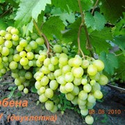 Саженцы винограда Галбена Ноу (Золотинка) фото