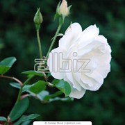 Саженцы роз Англ. Парковые фото