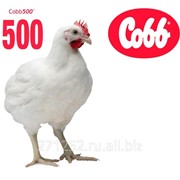Цыплята бройлер КОББ 500 фото