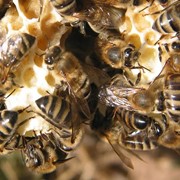 Пчелиный прополис фото