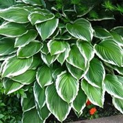 Функия, хоста (Albomarginata) фото