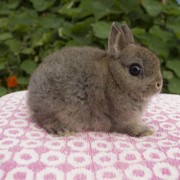 Карликовый кролик минор. самка