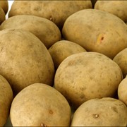 Картофель, картофель купить опт Украина, купить картофельКрым