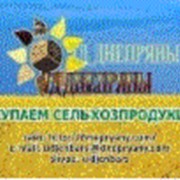 Services for handling grain and sunflower cake фотография